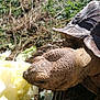 Fegous participe au concours pour gagner de l'argent avec cette photo : chelonoidis, chelydridae, common_snapping_turtle, galapagos_tortoise, gopher_tortoise, pond_turtle, reptile, tortoise, turtle