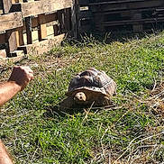 Fegous a rejoint le concours — aidez-le/la à gagner de superbes lots ! box_turtle, common_snapping_turtle, galapagos_tortoise, gopher_tortoise, grass, plant, pond_turtle, reptile, tortoise, turtle