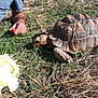 Fegous a rejoint le concours — aidez-le/la à gagner de superbes lots ! common_snapping_turtle, galapagos_tortoise, grass, plant, plant_community, reptile, soil, tortoise, tree, turtle