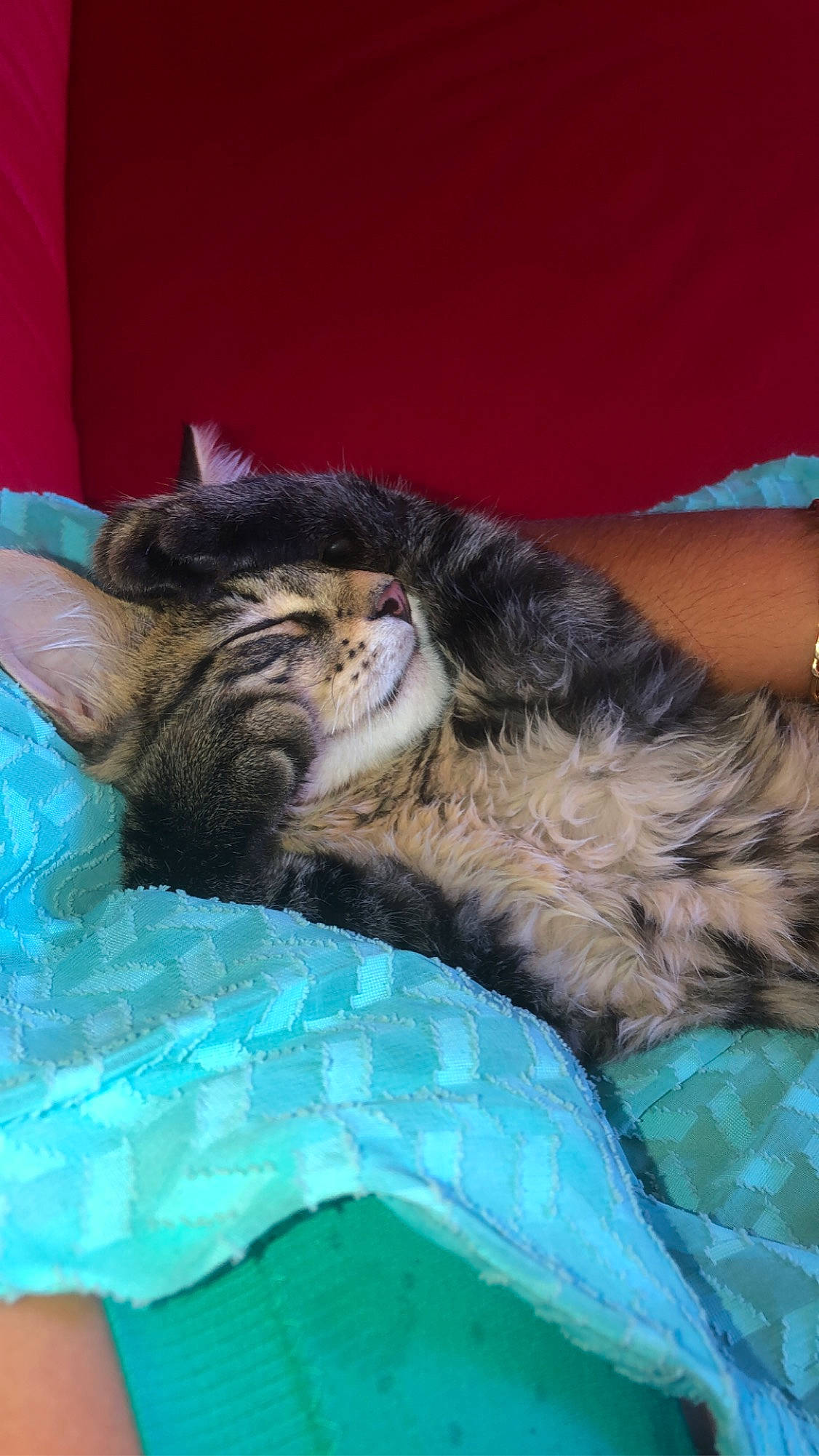 Kaido participe au concours pour gagner de l'argent avec cette photo : canidae, carnivore, cat, claw, comfort, dog_breed, domestic_short_haired_cat, feather, felidae, fur, gesture, linens, nap, paw, sleep, small_to_medium_sized_cats, sporting_group, tail, whiskers, wildlife