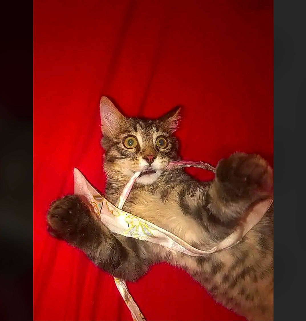 Kaido a rejoint le concours — aidez-le/la à gagner de superbes lots ! art, carnivore, cat, claw, domestic_short_haired_cat, felidae, fur, illustration, paint, painting, paw, photo_caption, small_to_medium_sized_cats, snout, still_life_photography, tail, terrestrial_animal, visual_arts, whiskers, wildlife