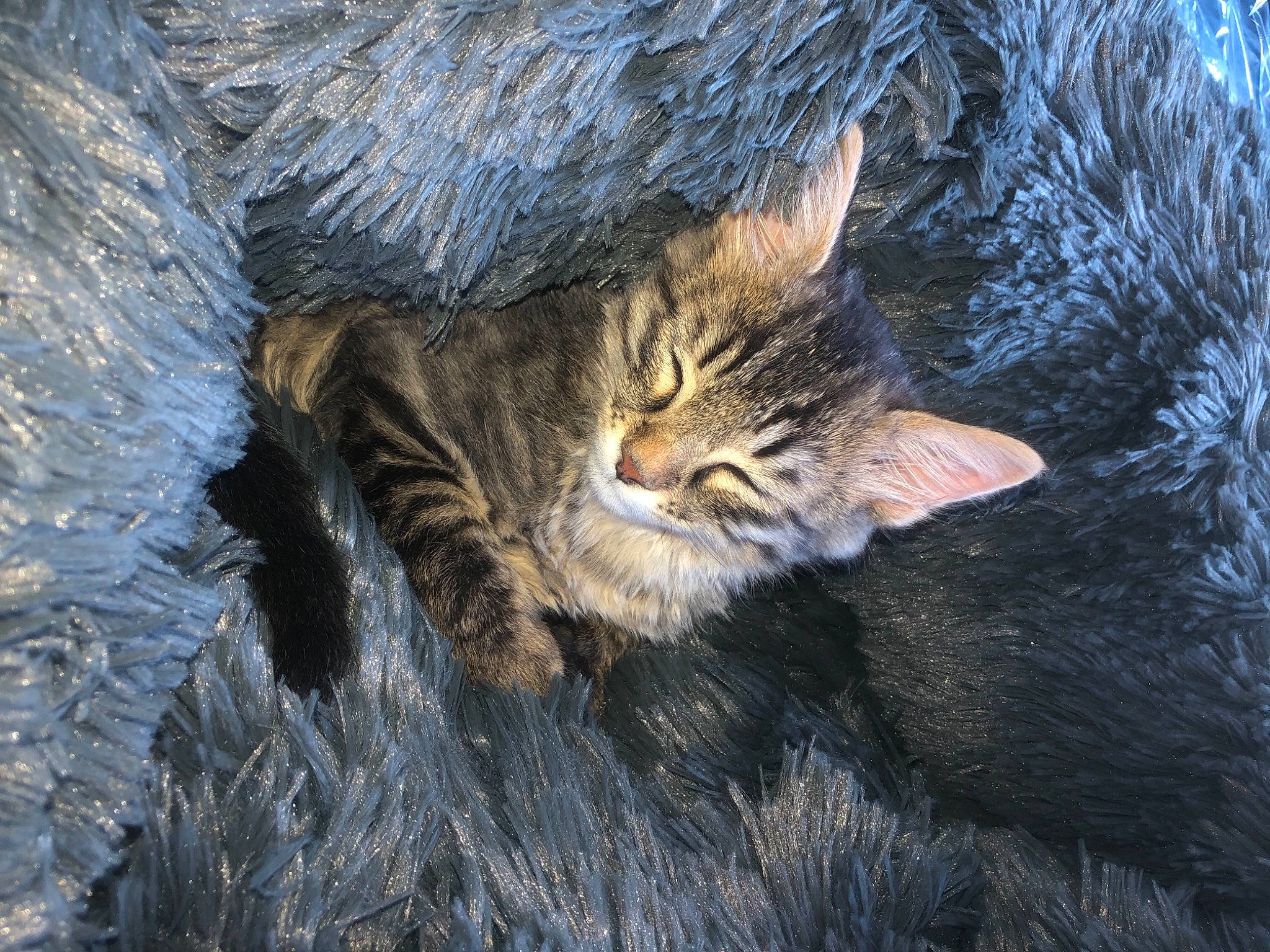 Kaido a rejoint le concours — aidez-le/la à gagner de superbes lots ! carnivore, cat, claw, domestic_short_haired_cat, felidae, fur, grass, maine_coon, organism, small_to_medium_sized_cats, snout, tail, terrestrial_animal, tree, trunk, whiskers, wildlife, winter, wood