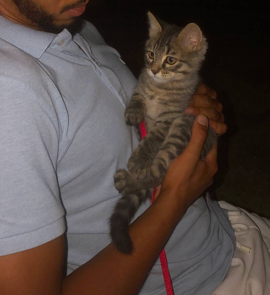 Kaido participe au concours pour gagner de l'argent avec cette photo : beard, carnivore, cat, comfort, domestic_short_haired_cat, elbow, fawn, felidae, fur, gesture, glasses, hat, lap, nail, paw, sitting, sleeve, small_to_medium_sized_cats, t_shirt, whiskers