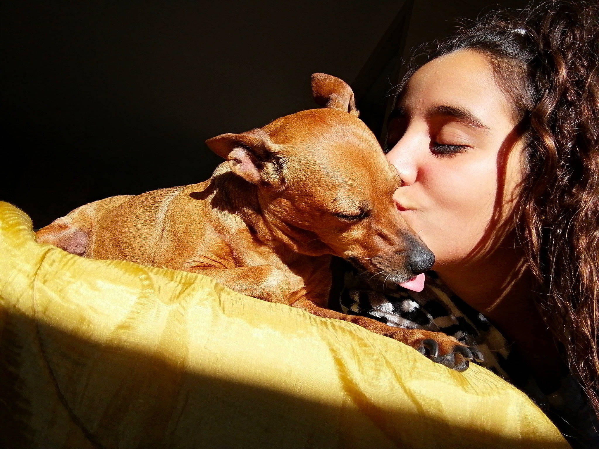 Cannelle a rejoint le concours — aidez-le/la à gagner de superbes lots ! canidae, carnivore, companion_dog, dog, dog_breed, ear, fawn, human, interaction, italian_greyhound, lurcher, miniature_pinscher, nose, puppy, puppy_love, snout, toy_dog, whippet