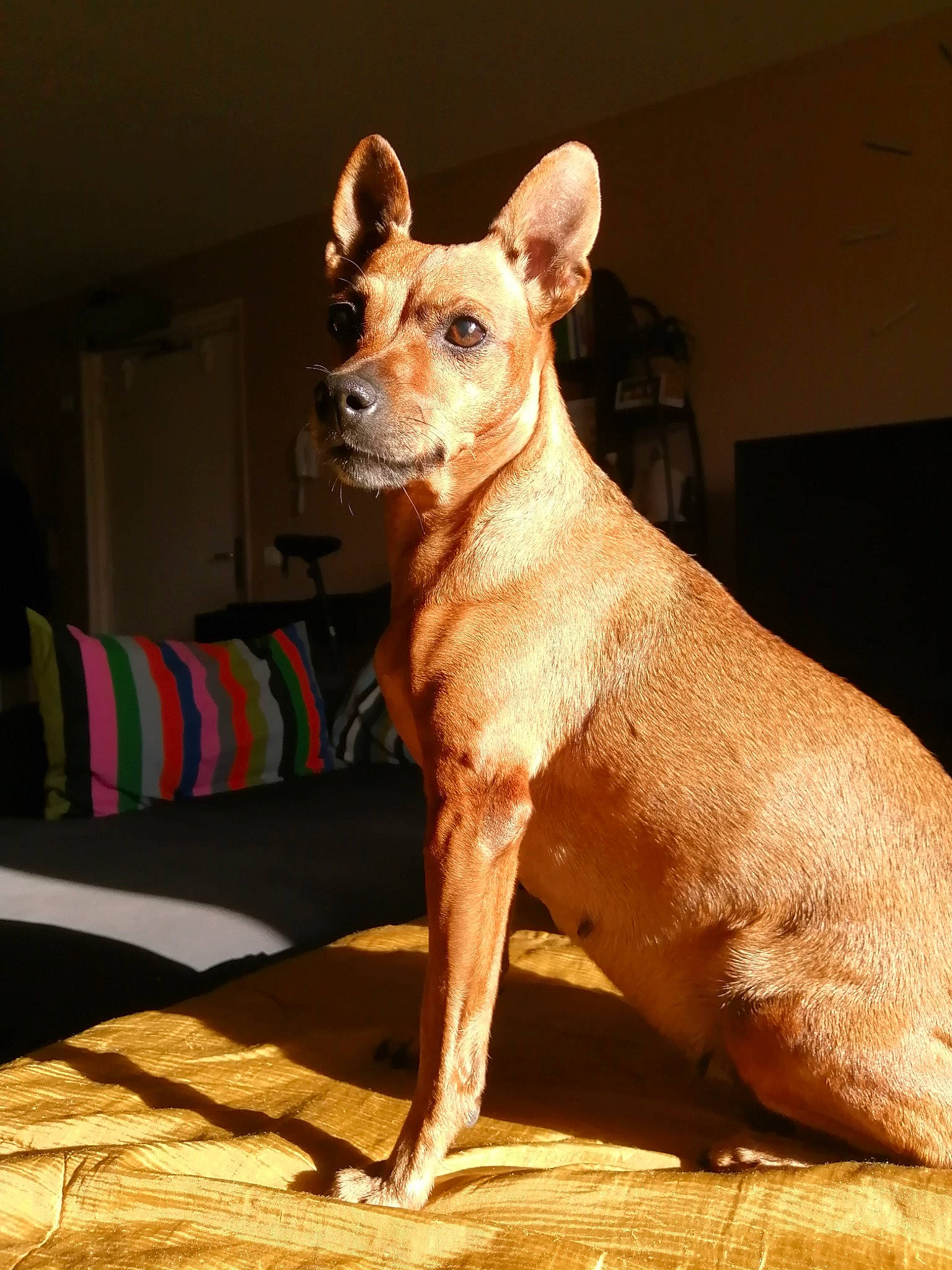 Cannelle a rejoint le concours — aidez-le/la à gagner de superbes lots ! ancient_dog_breeds, canidae, carnivore, chihuahua, dog, dog_breed, fawn, mammal, rare_breed_dog, snout, vertebrate