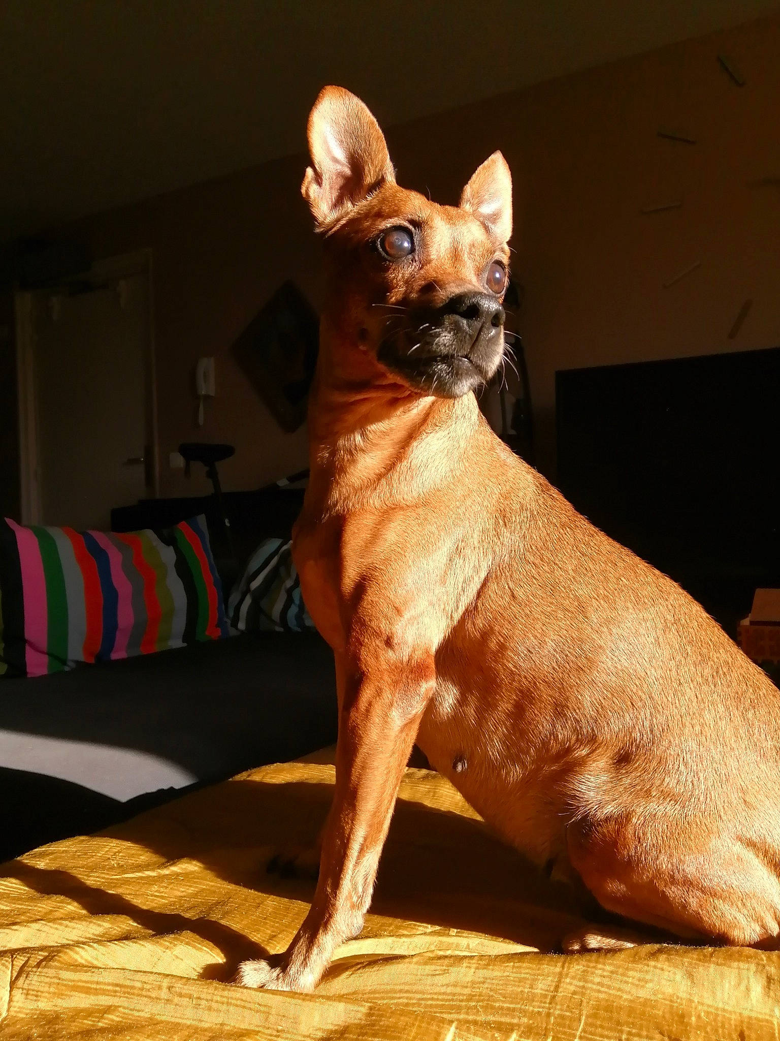 Cannelle a rejoint le concours — aidez-le/la à gagner de superbes lots ! ancient_dog_breeds, canidae, carnivore, chihuahua, companion_dog, dog, dog_breed, fawn, mammal, snout, toy_dog, vertebrate
