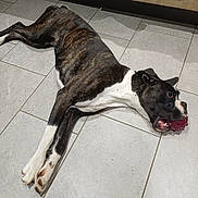 Aloa a rejoint le concours — aidez-le/la à gagner de superbes lots ! animal, ball, brindle, canine, companion, dog, domestic, ears, floor, indoor, lying_down, mouth, paw, pet, playing, relaxed, snout, tile, toy, white