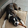 Aloa participe au concours pour gagner de l'argent avec cette photo : animal, brindle, canine, chewing, companion, cushion, dog, floor_tiles, fur, home, indoor, lying_down, paw, pet, playful, relaxed, snout, treat, white_paws, wooden_cabinet
