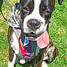 Aloa participe au concours pour gagner de l'argent avec cette photo : dog, canine, pet, grass, outdoor, tongue_out, medal, bandana, camo, sitting, happy, brown, white, black, leash, sunny, daytime, animal, cute, playful