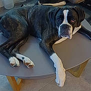 Aloa participe au concours pour gagner de l'argent avec cette photo : dog, boxer, indoor, table, lounge, brindle, pet, floor, crate, relaxed, animal, paw, resting, house, furniture, canine, tile, companion, domestic, laying