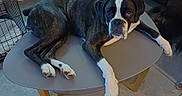 Aloa participe au concours pour gagner de l'argent avec cette photo : animal, boxer, brindle, canine, companion, crate, dog, domestic, floor, furniture, house, indoor, laying, lounge, paw, pet, relaxed, resting, table, tile