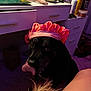 dog, black_dog, pink_bonnet, tongue_out, indoor, carpet, furniture, dresser, personal_items, cosmetics, brush, bottle, hand, leg, soft_lighting, purple_tone, playful, pet, cute, animal