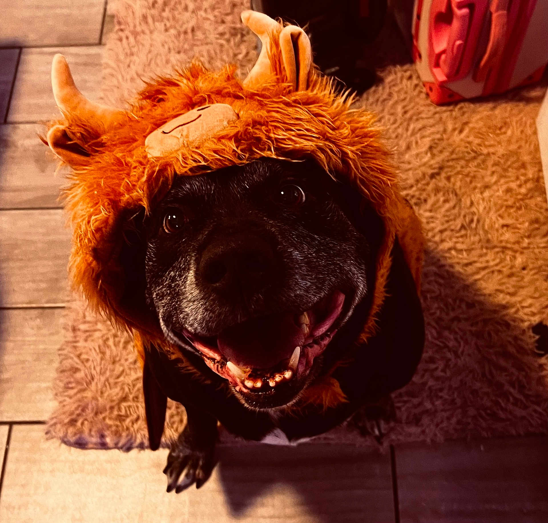 Harley