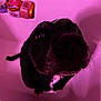 dog, bathtub, pink_lighting, close_up, black_dog, pet, indoor, curious, bathroom, white_patch, looking_up, wide_eyes, snout, fur, whiskers, container, bath_products, pink_tone, floor, shadow