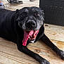 dog, black_dog, panting, tongue_out, wooden_deck, gray_fur, happy, pet, canine, outdoor, people, shoes, casual, relaxed, laying_down, close_up, animal, summer, sunlight, friendly