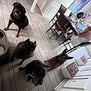 Harley joined the competition — help win amazing prizes! dog, dogs, indoor, kitchen, floor, table, chair, person, tile_floor, food_bowl, pet, home, leash, painting, door, window, furniture, happy, waiting, animal