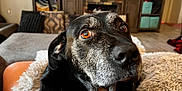 Harley joined the competition — help win amazing prizes! dog, black_dog, close_up, pet, animal, amber_eyes, face, fur, blanket, cozy, indoor, living_room, sofa, furniture, television, expression, resting, comfort, mammal, domestic_animal