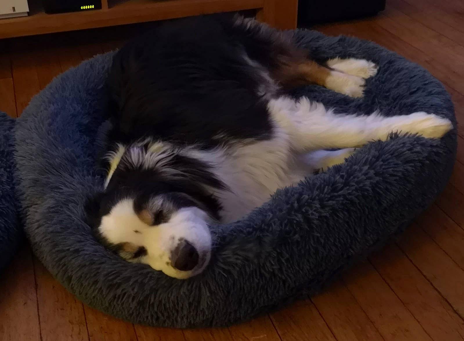 Funny participe au concours pour gagner de l'argent avec cette photo : carnivore, cat_supply, claw, comfort, companion_dog, dog, dog_breed, felidae, flooring, fur, hardwood, paw, small_to_medium_sized_cats, snout, sporting_group, tail, terrestrial_animal, whiskers, wood, working_animal