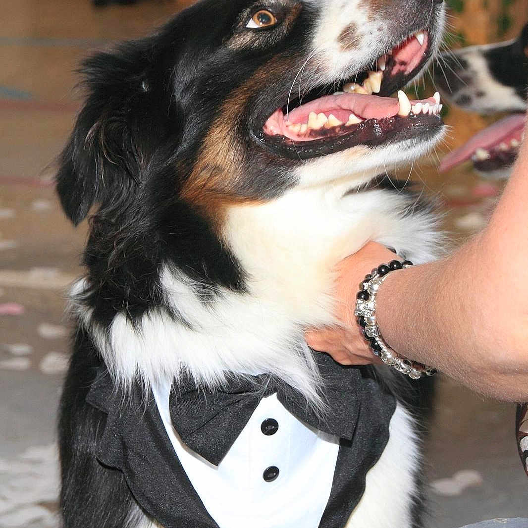 Twister participe au concours pour gagner de l'argent avec cette photo : dog, tuxedo, pet, black_and_white, happy, indoor, person, hand, smiling, fur, animal, companion, cute, portrait, domestic, friendly, celebration, looking_up, collar, accessory