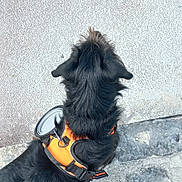 Woody participe au concours pour gagner de l'argent avec cette photo : carnivore, collar, companion_dog, dog, dog_breed, dog_clothes, dog_collar, dog_supply, fashion_accessory, felidae, fur, grey, human_leg, leash, personal_protective_equipment, snout, sporting_group, tail, terrier, working_animal