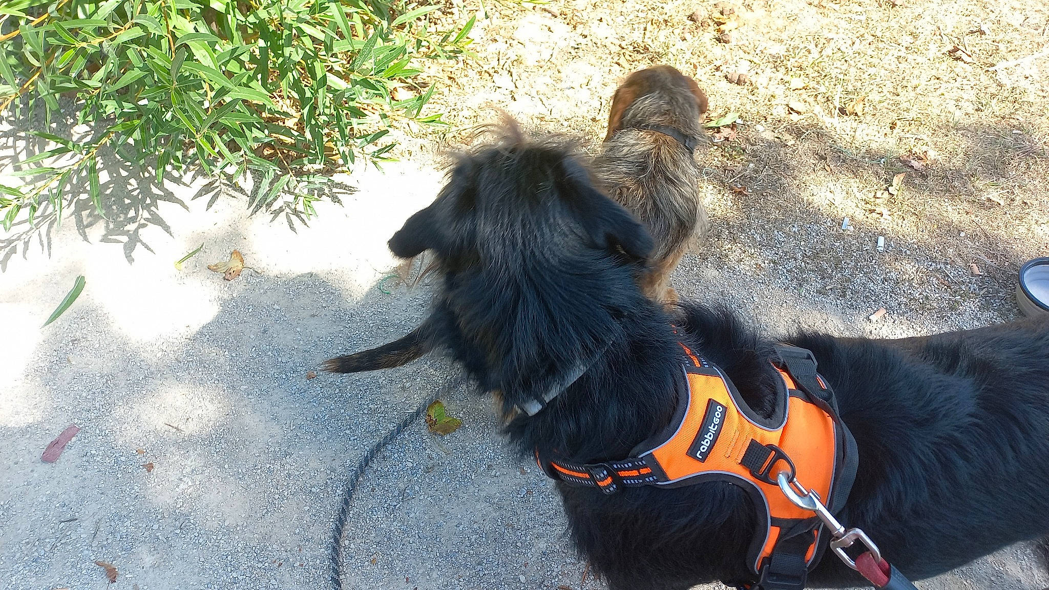 Woody a rejoint le concours — aidez-le/la à gagner de superbes lots ! canidae, carnivore, collar, companion_dog, dog, dog_breed, dog_collar, dog_supply, fur, grass, leash, paw, personal_protective_equipment, pet_supply, plant, shadow, soil, sporting_group, tail, terrier
