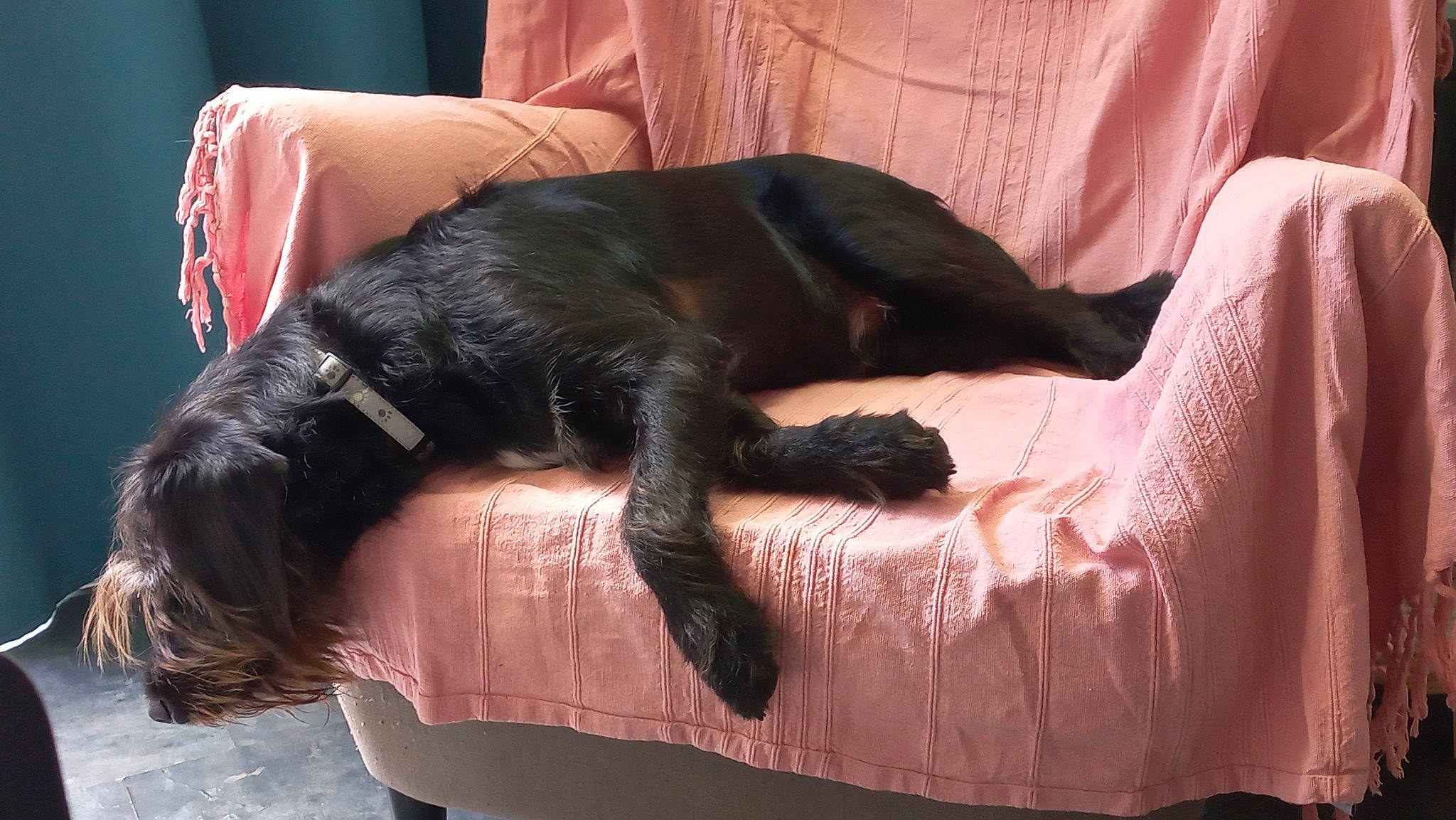 Woody participe au concours pour gagner de l'argent avec cette photo : bed, carnivore, comfort, companion_dog, dog, dog_breed, ear, fawn, felidae, fur, human_leg, liver, small_to_medium_sized_cats, snout, sporting_group, tail, terrestrial_animal, tints_and_shades, whiskers, working_animal