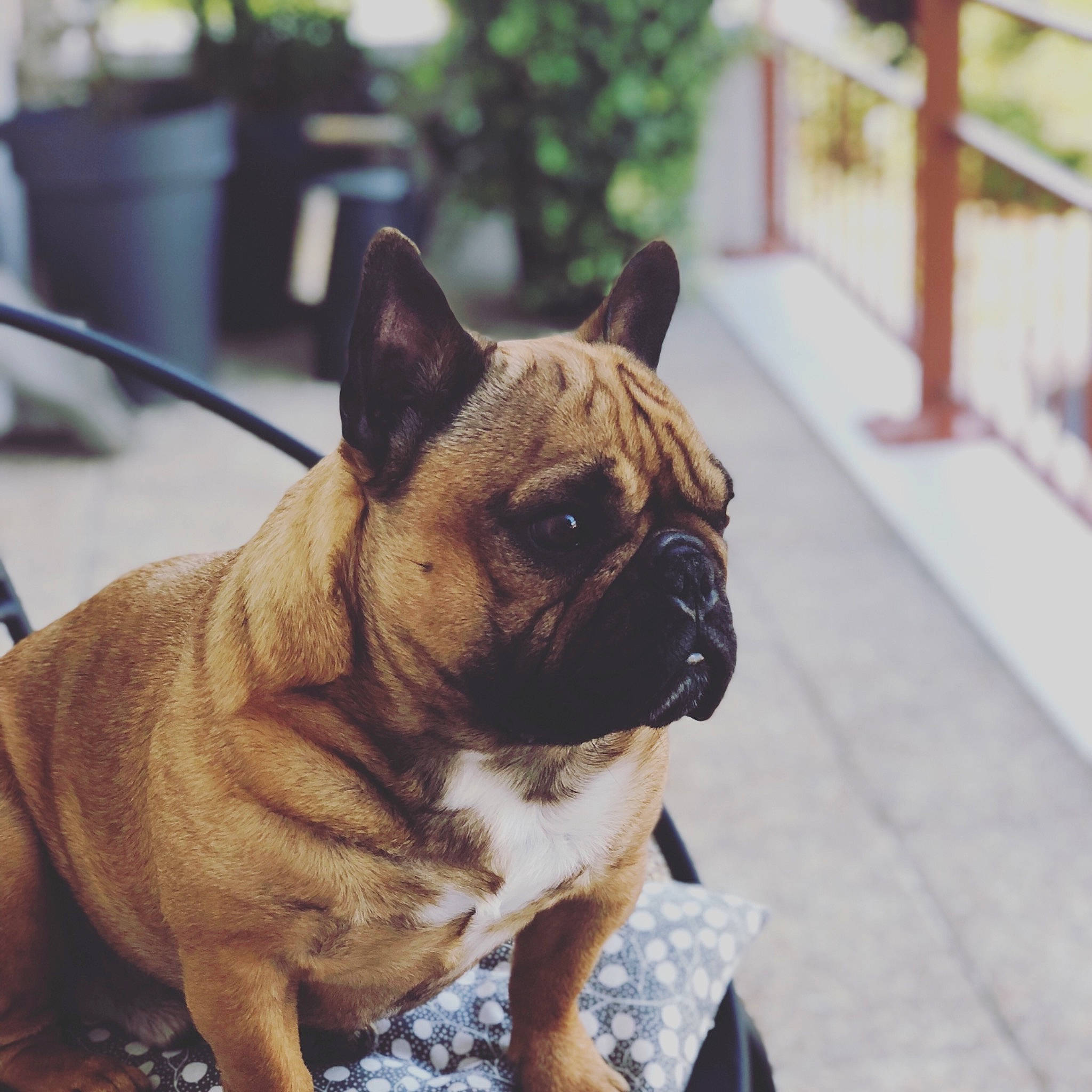 James a rejoint le concours — aidez-le/la à gagner de superbes lots ! bulldog, cameras_optics, carnivore, collar, companion_dog, dog, dog_breed, dog_collar, fawn, flooring, french_bulldog, plant, pug, snout, sporting_group, terrestrial_animal, toy_dog, whiskers, working_animal, wrinkle