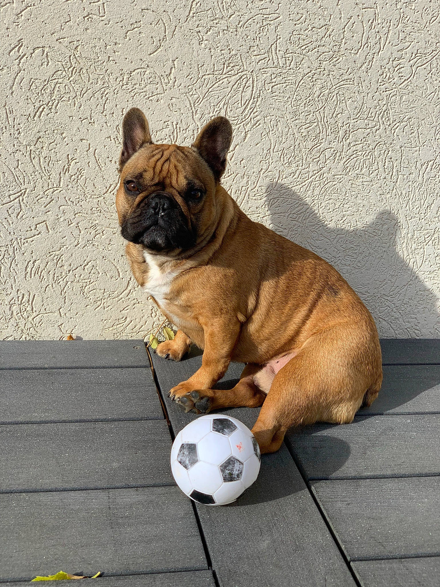James participe au concours pour gagner de l'argent avec cette photo : ball, bulldog, canidae, carnivore, collar, companion_dog, dog, dog_breed, fawn, flooring, football, road_surface, snout, sporting_group, tail, terrestrial_animal, whiskers, window, working_animal, wrinkle