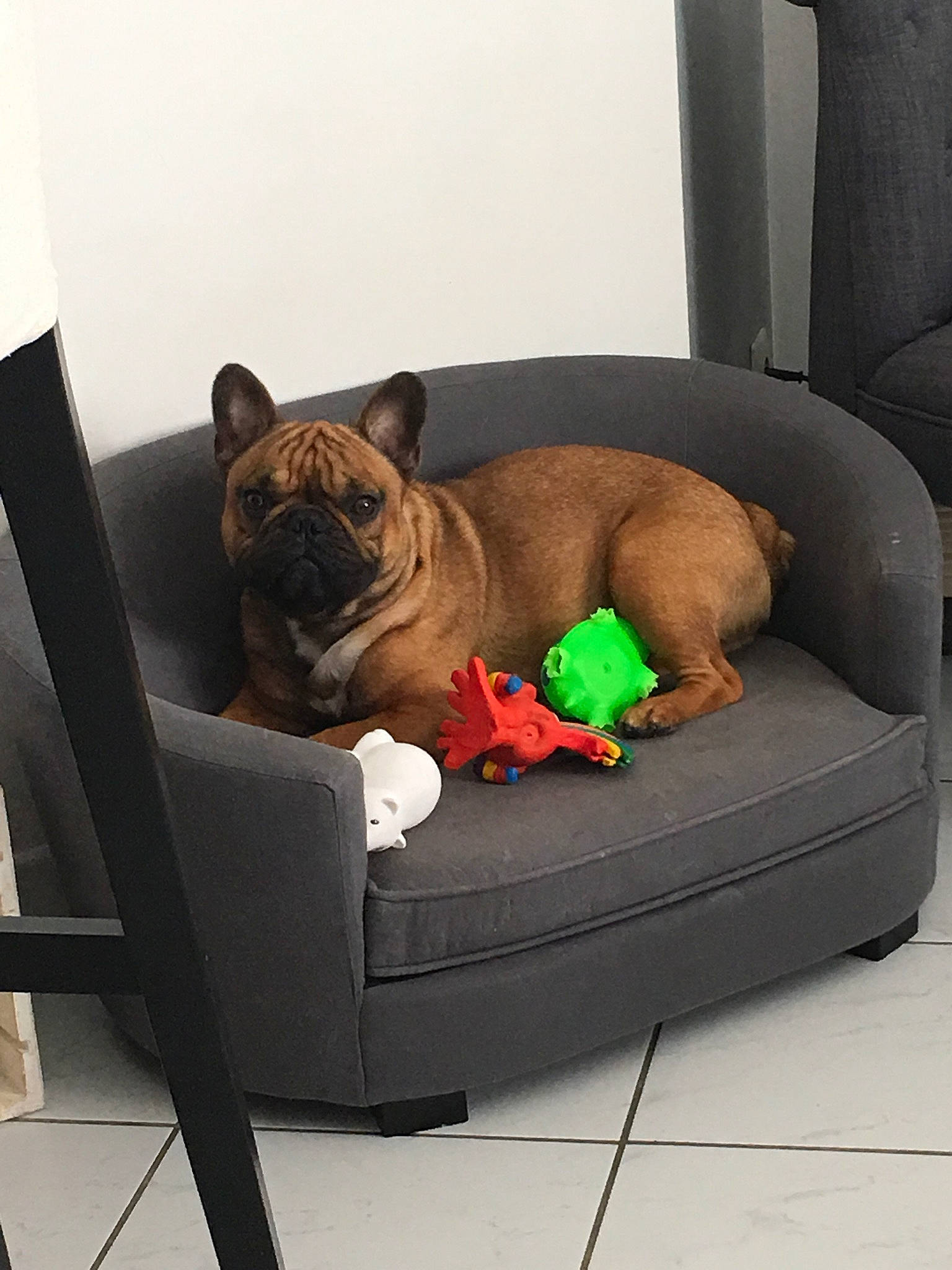 James participe au concours pour gagner de l'argent avec cette photo : bulldog, carnivore, chair, club_chair, comfort, companion_dog, couch, dog, dog_bed, dog_breed, dog_supply, fawn, felidae, liver, outdoor_furniture, pet_supply, sporting_group, studio_couch, toy_dog, working_animal