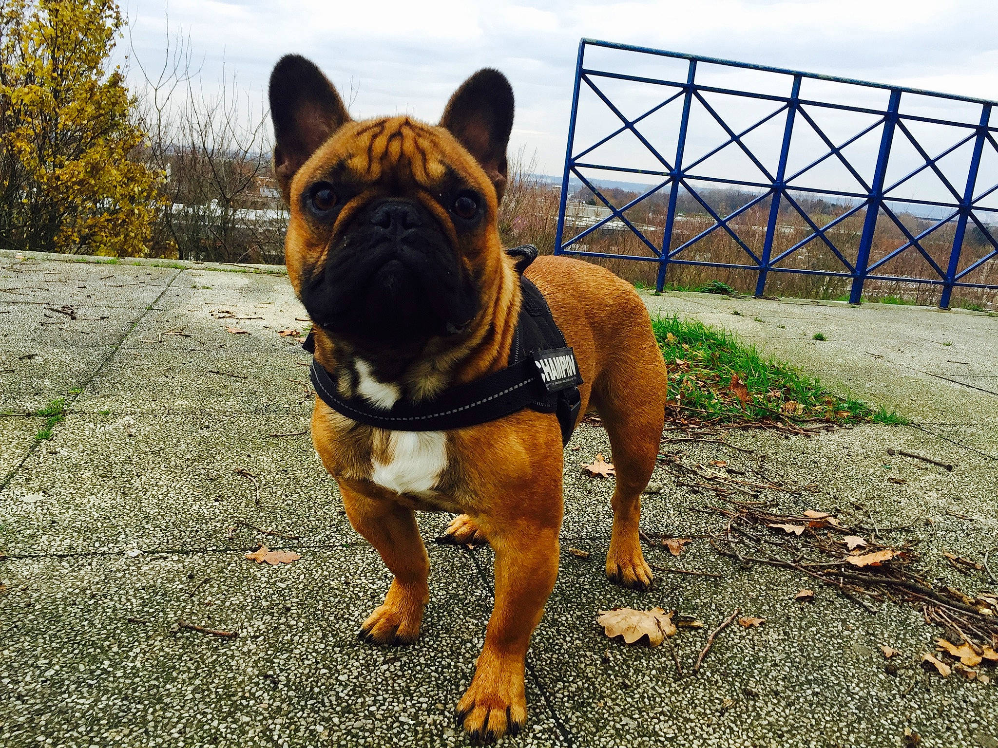 James a rejoint le concours — aidez-le/la à gagner de superbes lots ! bulldog, carnivore, cloud, collar, companion_dog, dog, dog_breed, dog_collar, fawn, fence, grass, molosser, plant, road_surface, sky, snout, sporting_group, terrestrial_animal, tree, whiskers