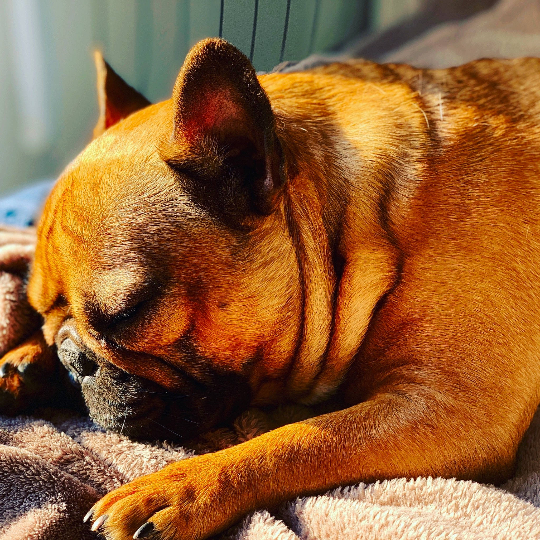 James participe au concours pour gagner de l'argent avec cette photo : bored, bulldog, canidae, carnivore, comfort, companion_dog, dog, dog_breed, fawn, fur, liver, nap, paw, snout, sporting_group, terrestrial_animal, toy_dog, whiskers, wildlife, wrinkle