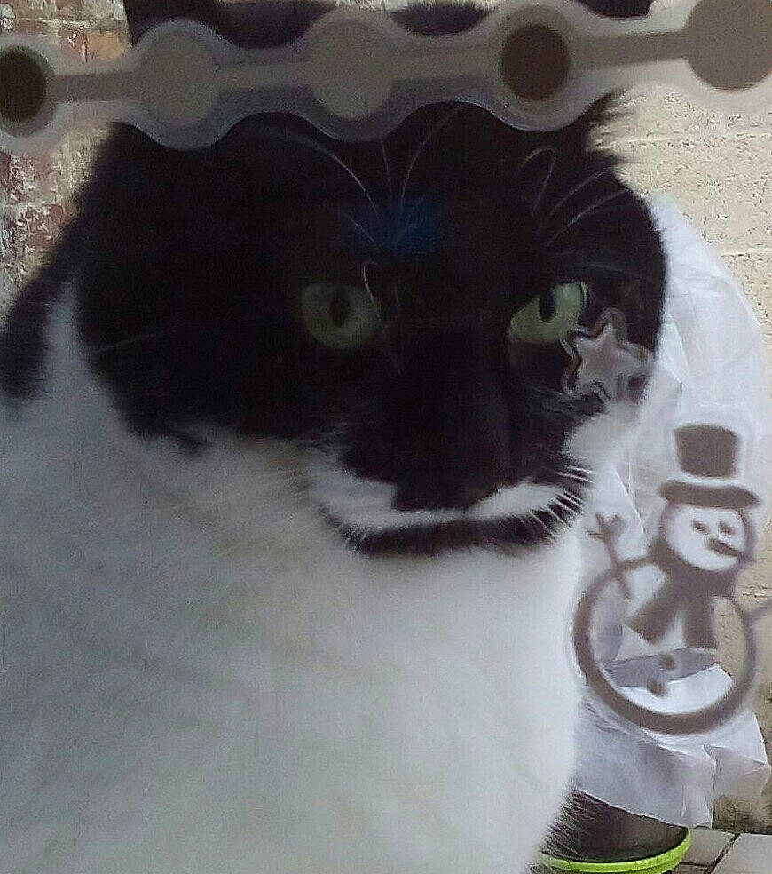 Lola a rejoint le concours — aidez-le/la à gagner de superbes lots ! carnivore, cat, domestic_short_haired_cat, felidae, fur, plant, small_to_medium_sized_cats, snout, tail, terrestrial_animal, whiskers, window