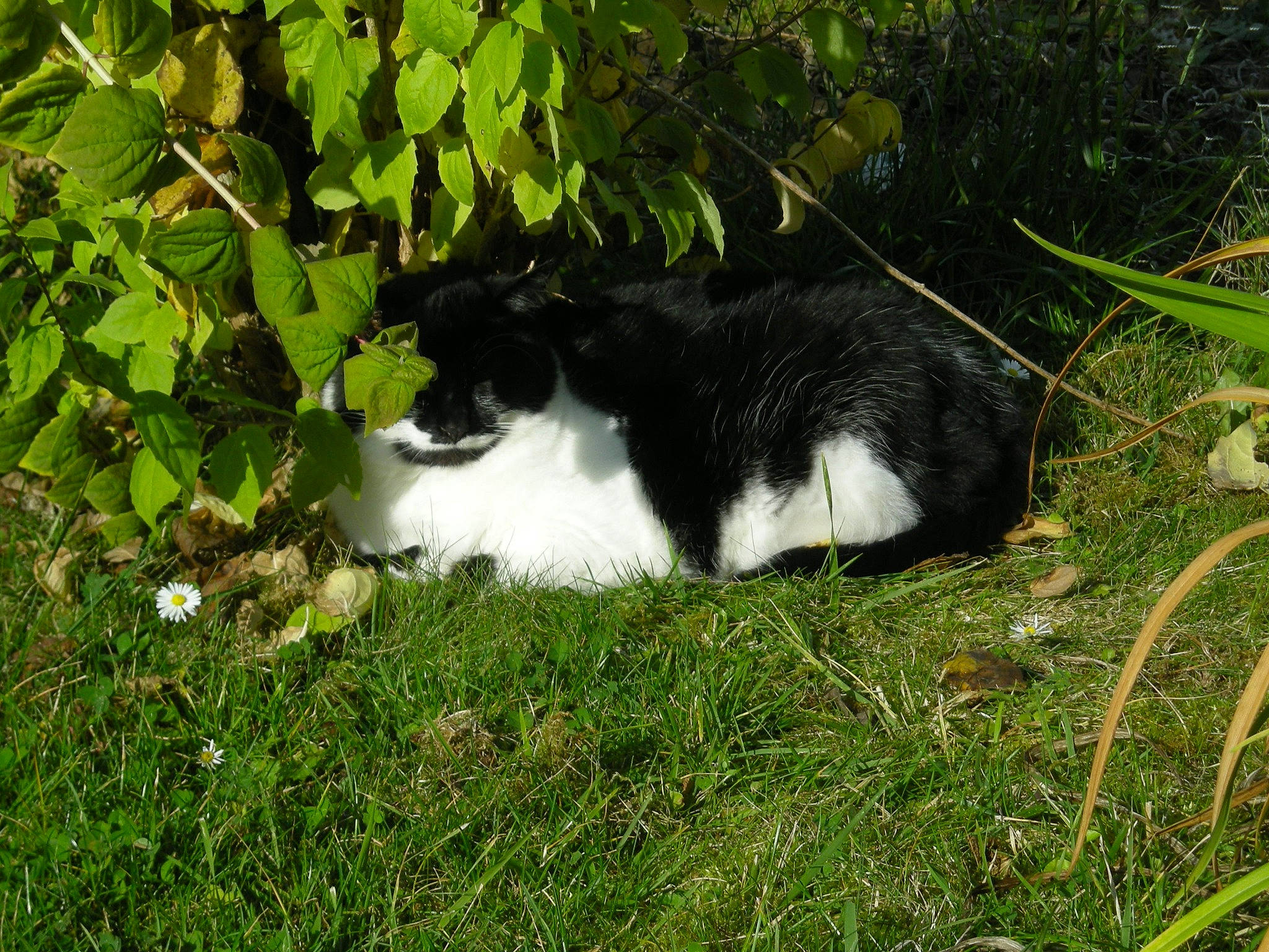 Lola participe au concours pour gagner de l'argent avec cette photo : canidae, carnivore, cat, companion_dog, dog_breed, felidae, fur, grass, groundcover, herb, herding_dog, plant, shrub, small_to_medium_sized_cats, snout, soil, sporting_group, tail, terrestrial_animal, whiskers