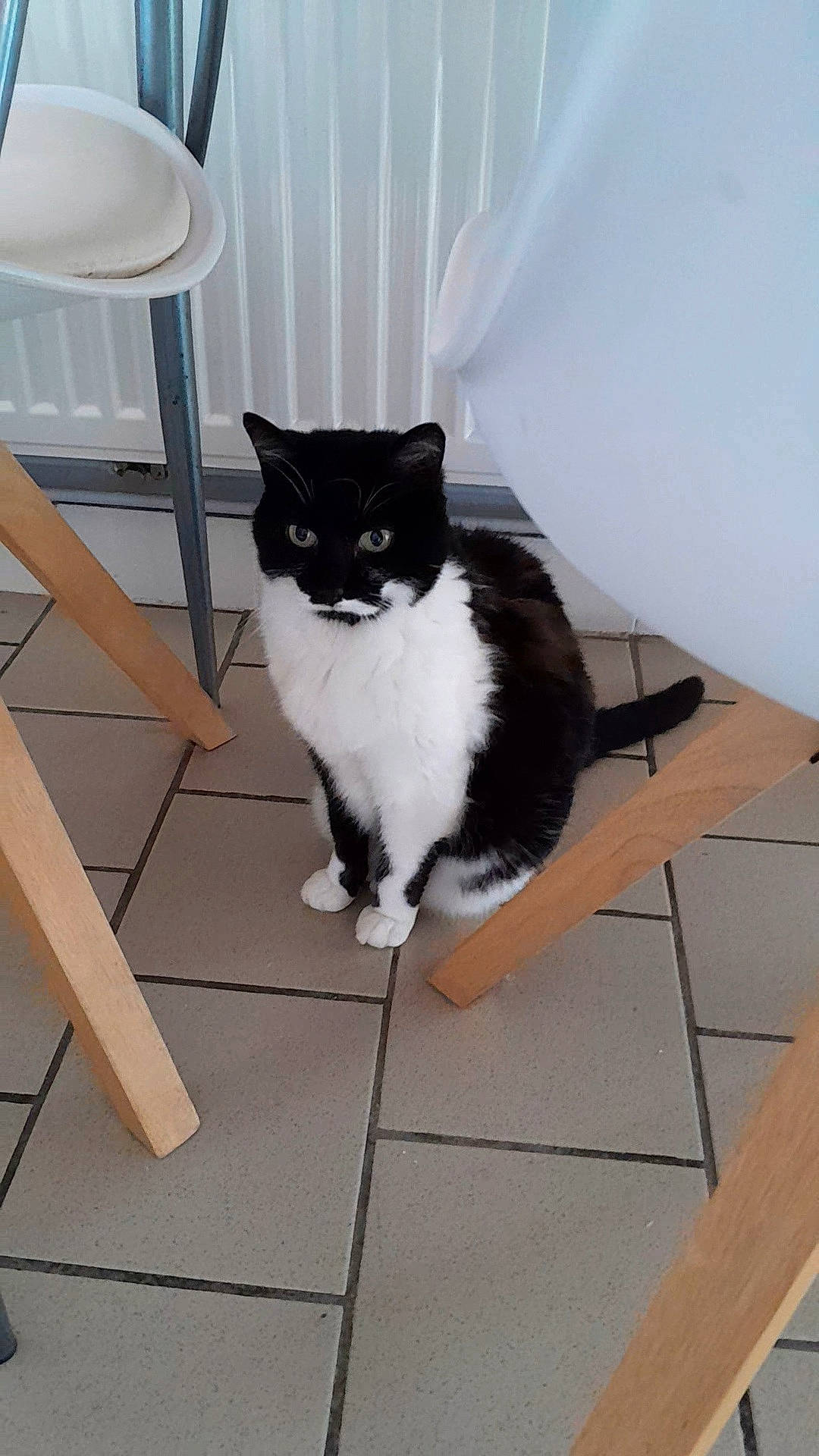 Lolita a rejoint le concours — aidez-le/la à gagner de superbes lots ! carnivore, cat, chair, domestic_short_haired_cat, felidae, floor, flooring, formal_wear, fur, grey, hardwood, room, sitting, small_to_medium_sized_cats, tail, tile, tile_flooring, whiskers, wood, wood_flooring