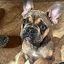 dog, puppy, french_bulldog, indoor, tile_floor, ears, eyes, pet, curious, looking_up, brown, small_dog, animal, cute, domestic_animal, standing, front_paws, close_up, companion, adorable