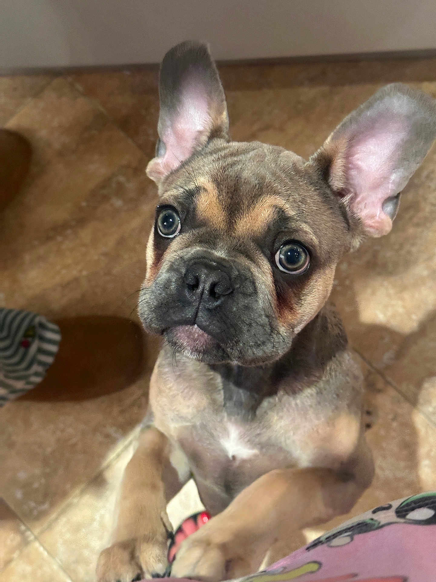 Aston participe au concours pour gagner de l'argent avec cette photo : dog, puppy, french_bulldog, indoor, tile_floor, ears, eyes, pet, curious, looking_up, brown, small_dog, animal, cute, domestic_animal, standing, front_paws, close_up, companion, adorable