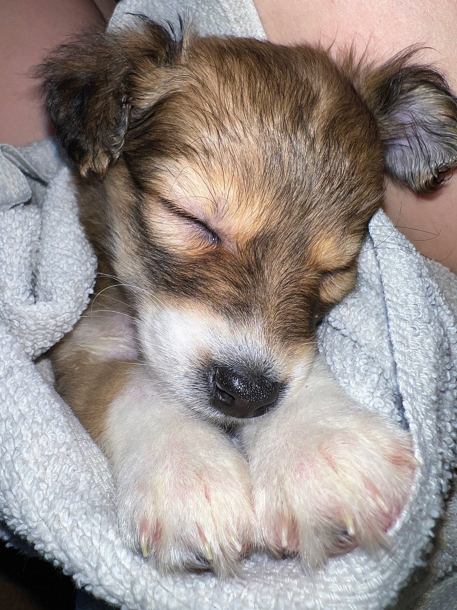 Dixie is registered to the contest to win money with this photo: canidae, carnivore, chair, comfort, companion_dog, dog, dog_breed, fawn, fur, nap, paw, puppy_love, sleep, snout, sporting_group, terrestrial_animal, terrier, toy_dog, waste_container, whiskers