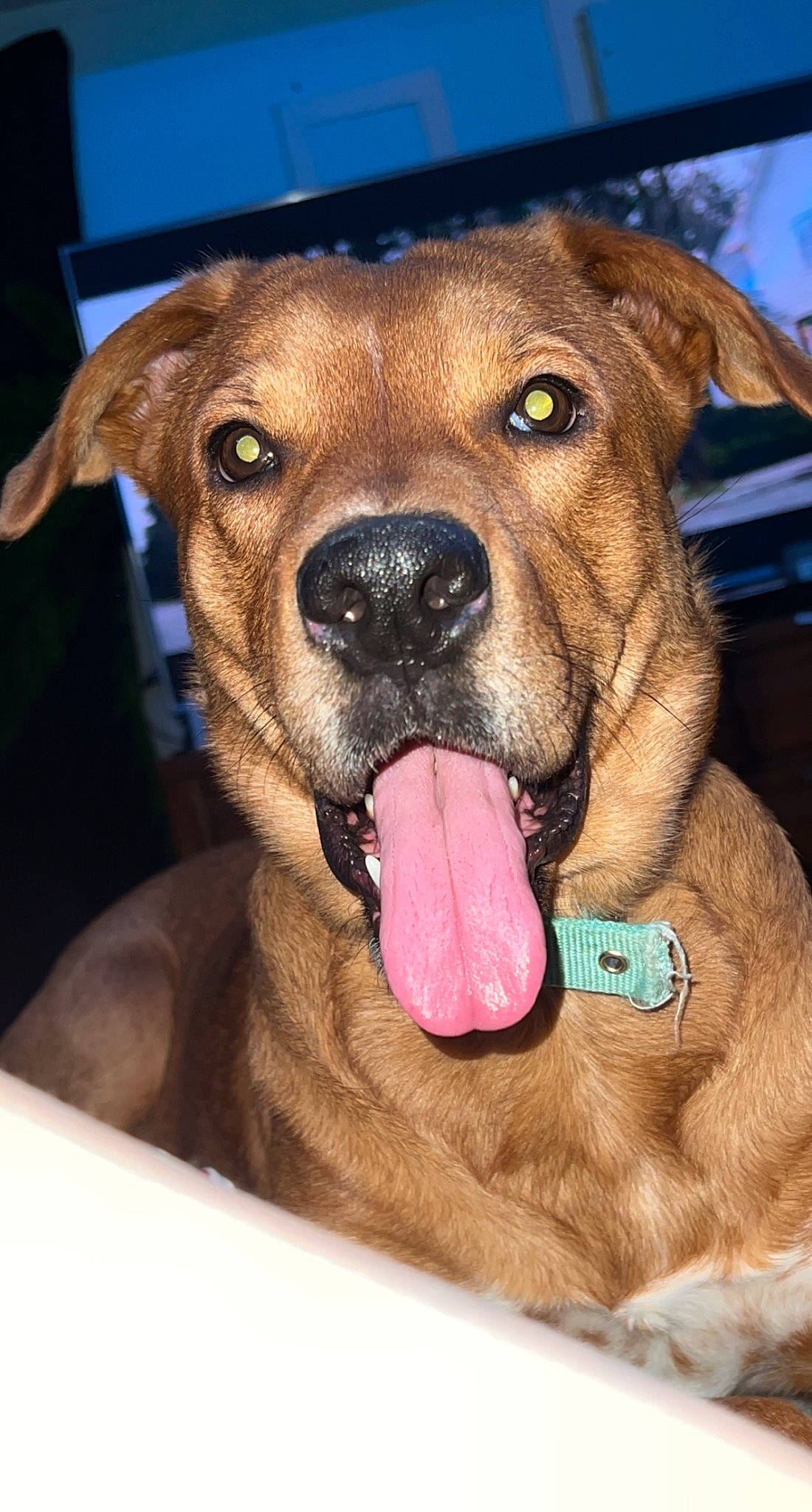 Bella is registered to the contest to win money with this photo: canidae, carnivore, collar, companion_dog, dog, dog_breed, dog_collar, fawn, fur, guard_dog, liver, paw, pet_supply, puppy, snout, sporting_group, whiskers, working_animal, working_dog, wrinkle