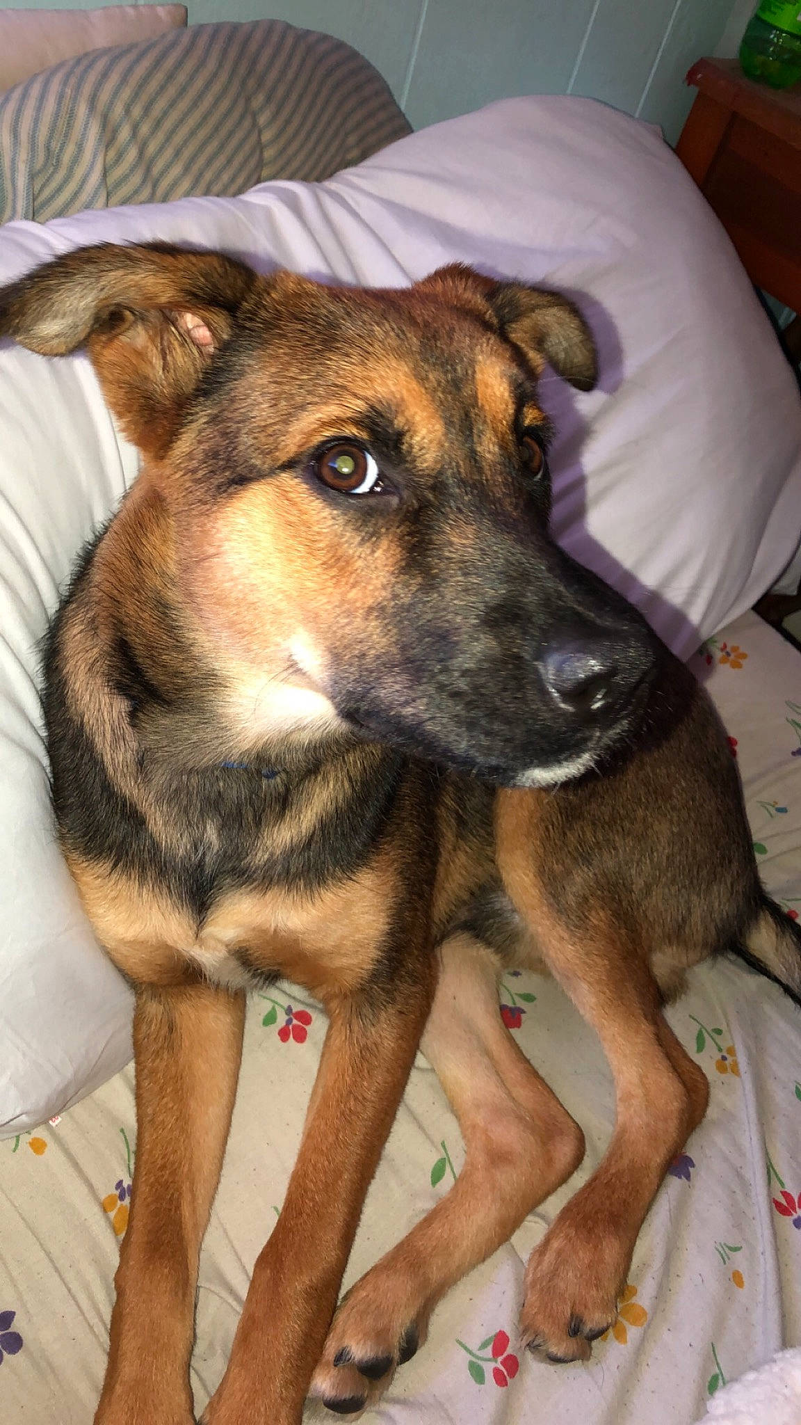 Crowley is registered to the contest to win money with this photo: ancient_dog_breeds, canidae, carnivore, collar, companion_dog, couch, dog, dog_breed, fawn, fur, herding_dog, snout, sporting_group, terrestrial_animal, whiskers, working_animal, working_dog