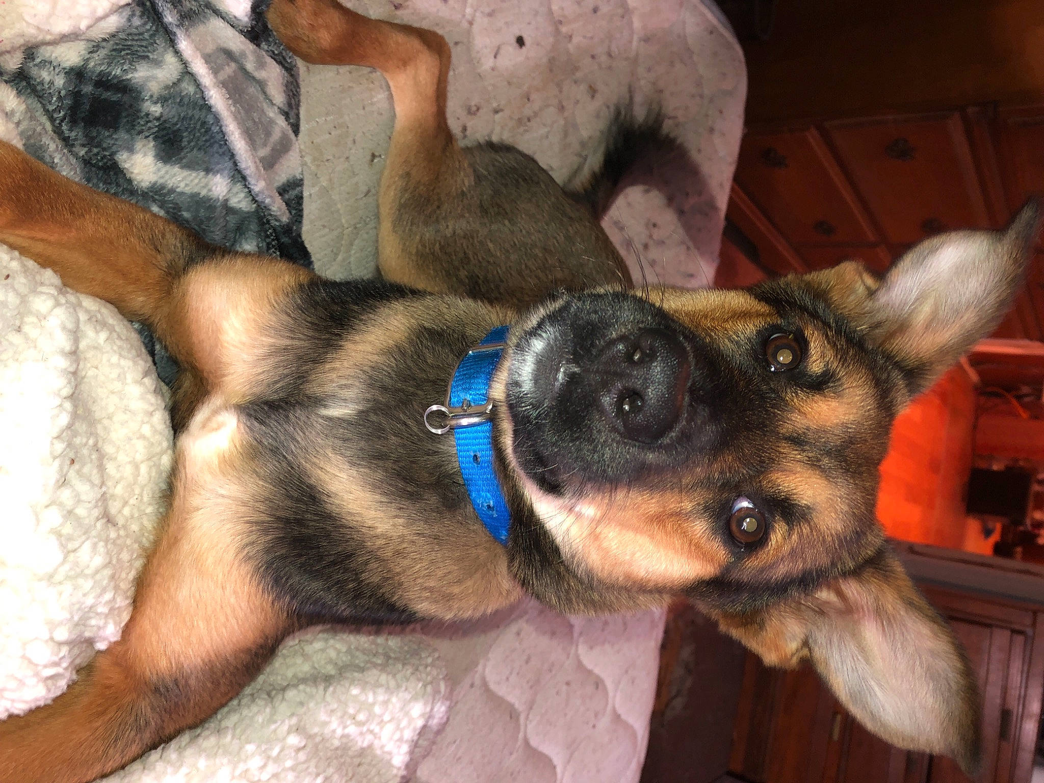 Crowley joined the competition — help win amazing prizes! canidae, carnivore, clock, comfort, companion_dog, dog, dog_breed, dog_supply, ear, fur, german_shepherd_dog, paw, puppy, sporting_group, whiskers, working_animal, working_dog