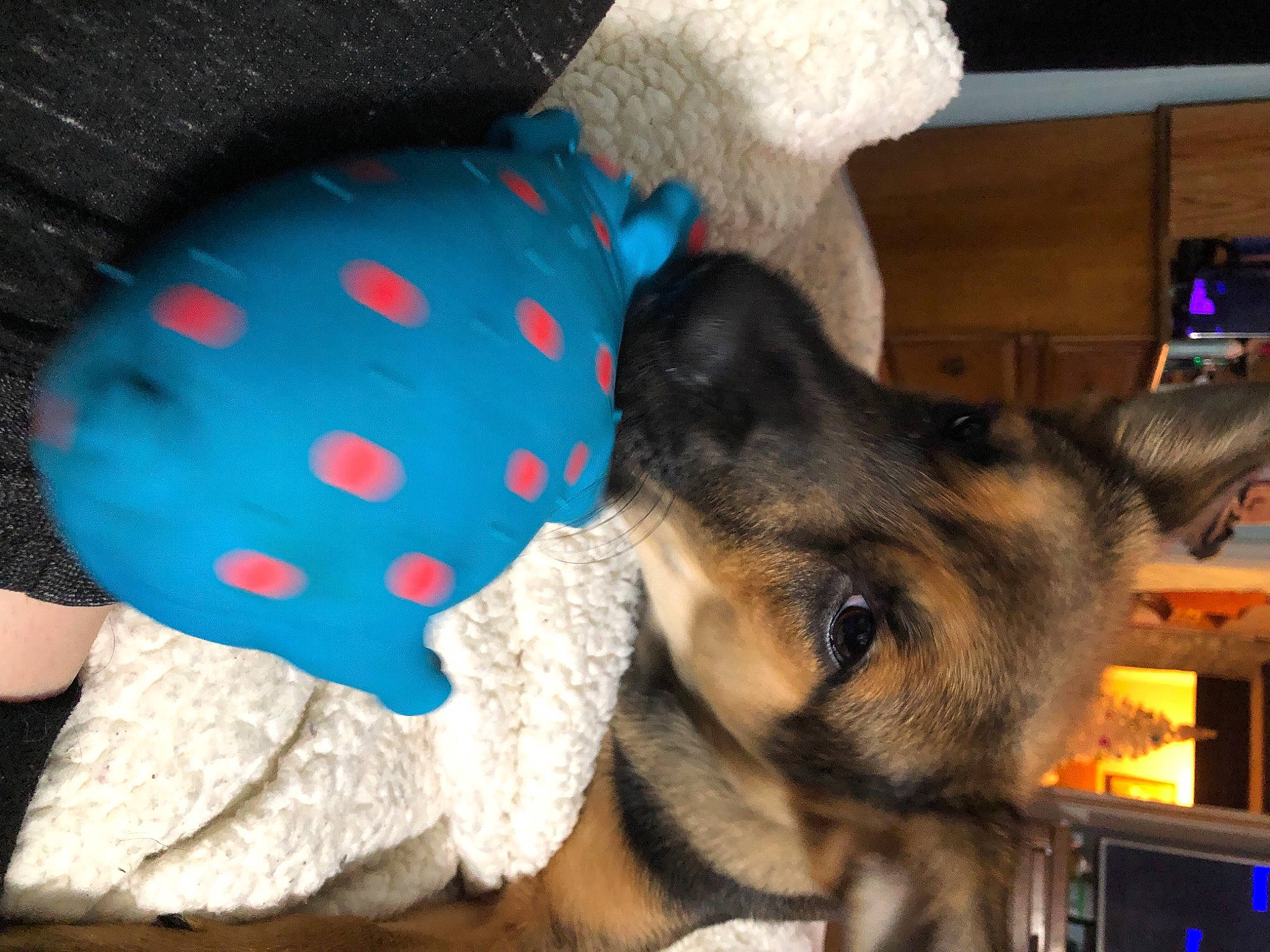 Crowley joined the competition — help win amazing prizes! baseball_cap, bookcase, cap, carnivore, comfort, companion_dog, dog, dog_breed, dog_supply, ear, electric_blue, fur, german_shepherd_dog, hat, mammal, pattern, shelf, snout, stuffed_toy, vertebrate