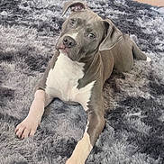 Kash is registered to the contest to win money with this photo: adorable, big_eyes, close_up, dog, floppy_ear, gray_coat, head_tilt, indoor, paws, pet, pit_bull, plush_rug, portrait, puppy, relaxed, shaggy_rug, snout, staring, whiskers, white_chest