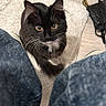 June joined the competition — help win amazing prizes! black_cat, casual, cat, close_up, collar, curious, domestic, feline, floor, golden_eyes, household_items, indoor, jeans, legs, looking_up, pet, rug, tile_floor, whiskers, white_fur