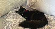 June is registered to the contest to win money with this photo: animal, bed, black_cat, blanket, cat, collar, comfortable, cozy, cute, domestic_cat, fluffy, fur, home, indoor, pet, pillow, relaxed, resting, sleeping, soft