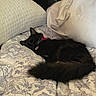 animal, bed, black_cat, blanket, cat, collar, comfortable, cozy, cute, domestic_cat, fluffy, fur, home, indoor, pet, pillow, relaxed, resting, sleeping, soft