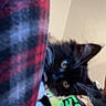 June is registered to the contest to win money with this photo: black_and_white, cat, claws, close_up, colorful_shirt, cuddle, curious, ears, fabric, feline, graphic, indoor, kitten, pet, plaid, playful, soft, textile, whiskers, young