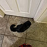 animal, black_cat, cat, closed_door, domestic_cat, door, floor_tiles, fur, home, human_feet, indoor, pajamas, pet, quiet, relaxed, resting, tail, tile_floor, waiting, white_paws