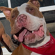 Volkan a rejoint le concours — aidez-le/la à gagner de superbes lots ! dog, pit_bull, brown_and_white, bandana, tongue, open_mouth, smiling, close_up, portrait, pet, animal, ears, nose, teeth, indoor, window, seated, red_clothing, tattooed_arm, funny_expression
