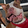 dog, pit_bull, brown_and_white, bandana, tongue, open_mouth, smiling, close_up, portrait, pet, animal, ears, nose, teeth, indoor, window, seated, red_clothing, tattooed_arm, funny_expression