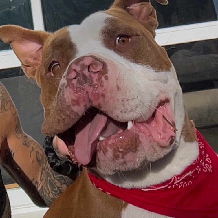 Volkan a rejoint le concours — aidez-le/la à gagner de superbes lots ! dog, pit_bull, brown_and_white, bandana, tongue, open_mouth, smiling, close_up, portrait, pet, animal, ears, nose, teeth, indoor, window, seated, red_clothing, tattooed_arm, funny_expression